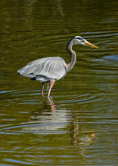 Great Blue Heron wading through the water.