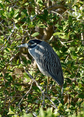 Naklejka premium Yellow Crowned Night Heron