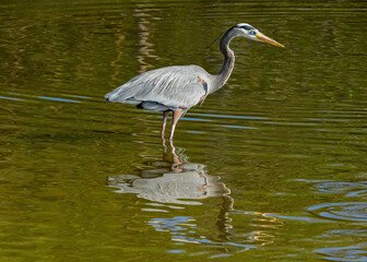 Great Blue Heron wading through the water.