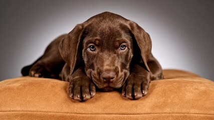 Adorable brown puppy resting on plush cushion looking directly at camera