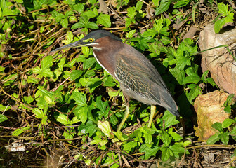 Green Heron seen at South Padre Island in Texas