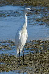 Great White Egret.