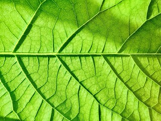 vibrant green leaf close-up with intricate veins for eco branding and nature web design