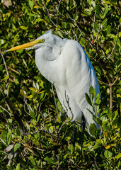 Great Egret perched in a tree at South Padre Island, Texas