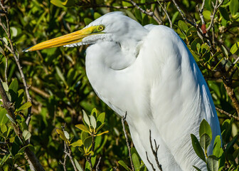 Great Egret perched in a tree at South Padre Island, Texas