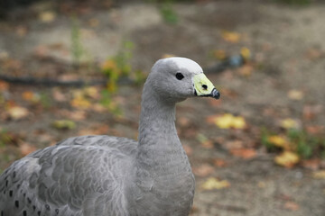 Unique gray goose with distinctive yellow bill foraging in autumn foliage