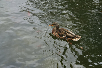 A mallard duck swimming serenely in a calm pond on a sunny day
