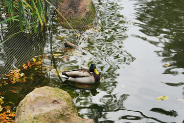 A mallard duck swimming in a tranquil pond surrounded by autumn leaves