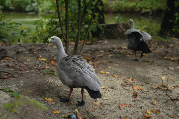 Geese walking through a serene forest landscape in autumn