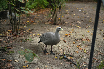 Gray bird walking on a garden path surrounded by greenery in autumn