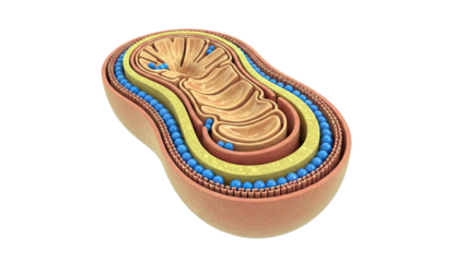 Mitochondrion Structure