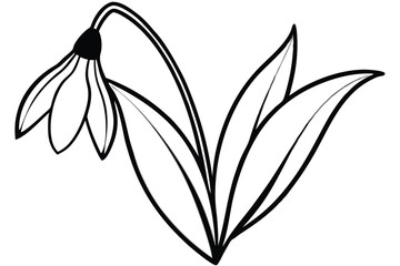 Artistic snowdrop flower line art, detailed black and white vector drawing on a clean white background