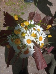 Duże stokrotki © Maria