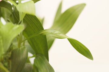 Smoke close-up selective soft focus Green Leaf with water Drops. Natural macro beige neutral background.