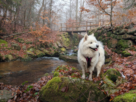 Happy Samoyed Dog Standing by a Forest Stream