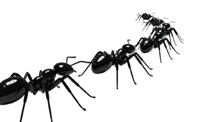 Line of Black Ants
