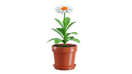 Daisy in a terracotta pot