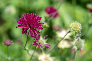 Close up of a Mars Midget Macedonian scabious (knautia macedinica) flower in bloom