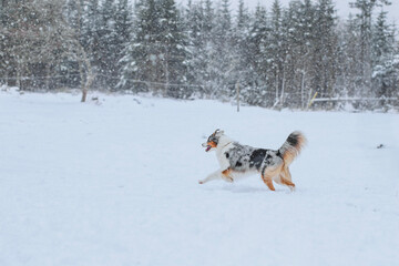 Blue Merle Australian Shepherd Dog Running in the Snow