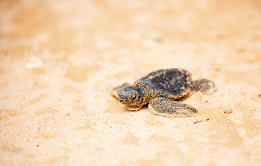 A small baby sea turtle crawls along the sandy shore towards the ocean to survive. The turtle...