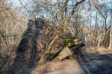 Old rotting tree logs in an ancient forest