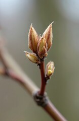Fagus sylvatica plant buds on branch. Tiny fuzzy brown leaf buds show new life starting. Close up macro view of dormant tree awakening in spring season.