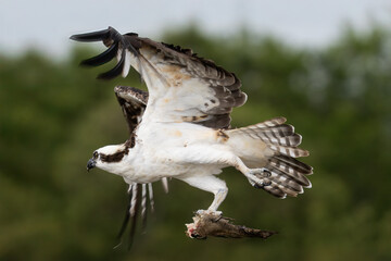 Osprey soars through sunny sky with wings spread wide