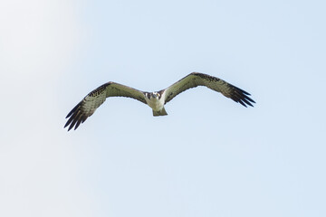 Osprey soars through sunny sky with wings spread wide