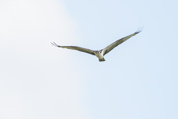 Osprey soars through sunny sky with wings spread wide