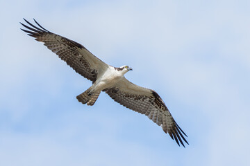 Osprey soars through sunny sky with wings spread wide