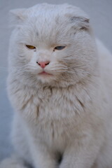 Cat with colored eyes, cat with eyes of different colors
