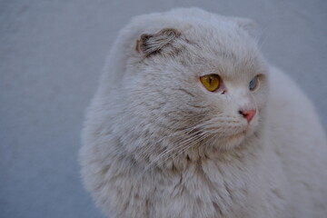 Cat with colored eyes, cat with eyes of different colors
