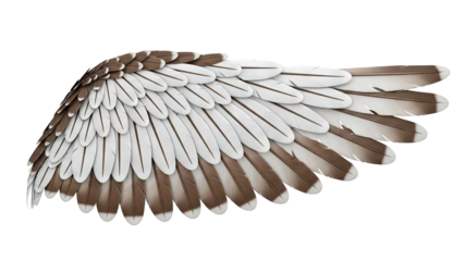 Bird Wing with White and Brown Feathers