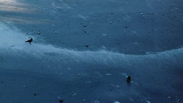 Long shot of Crows walking on frozen ice in winter city. Berlin winter.