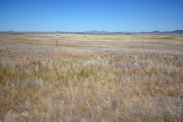 Obraz premium Landschaft beim Gaub Pass in der Namib Wüste nach der Regenzeit