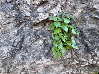 Parietaria officinalis (wall pellitory) growing naturally from a rocky stone surface. Medicinal wild plant with fresh green leaves, urban nature concept, resilience and natural adaptation.