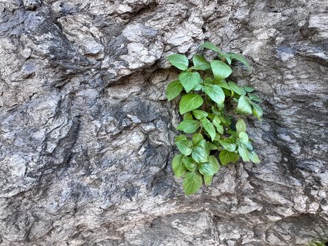 Parietaria officinalis (wall pellitory) growing naturally from a rocky stone surface. Medicinal wild plant with fresh green leaves, urban nature concept, resilience and natural adaptation.