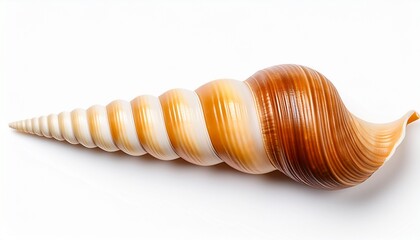 elongated spiral seashell isolated on white background top view