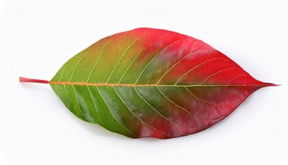 fresh red and green leaf vibrant isolated white background natural beauty