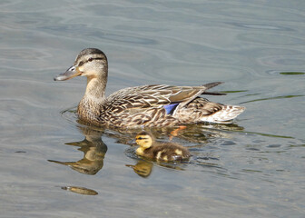 Mallard lady Duck swimming with her baby