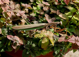Green mantis exploring vegetable garden