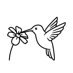 Hummingbird and Flower Line Art Illustration.