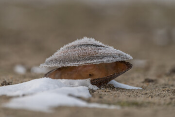 Mussels in frosty bed of Horusicky pond in south Bohemia in winter morning