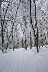 Obraz premium Snow covered forest path in winter landscape