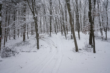 Fototapeta premium Snow covered forest path in winter landscape