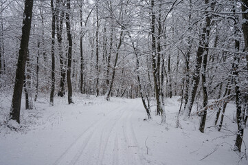 Fototapeta premium Snow covered forest path in winter landscape