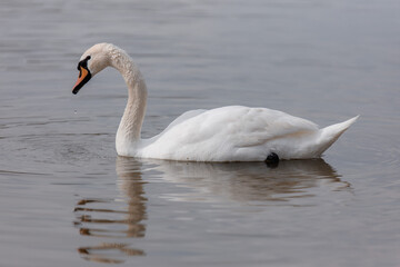 Fototapeta premium Swan swimming in calm water, reflecting its image during a sunny day
