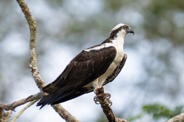 Osprey is perched on a branch in the tropical rainforest
