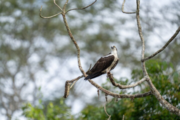 Osprey is perched on a branch in the tropical rainforest