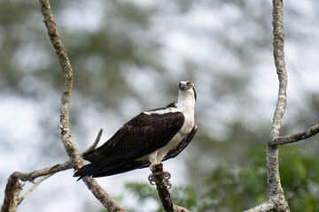 Osprey is perched on a branch in the tropical rainforest